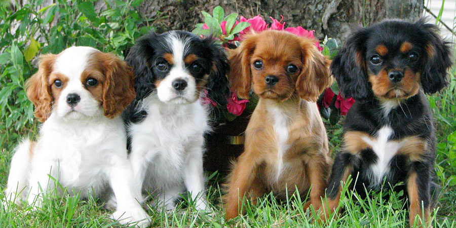 Cavalier King Charles Spaniel