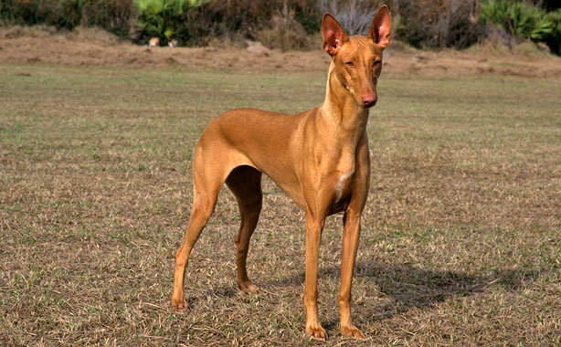 Saluki