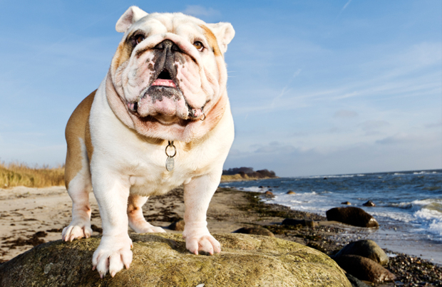 English Bulldog