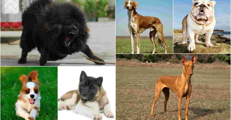 أغلى 10 أنواع كلاب حول العالم