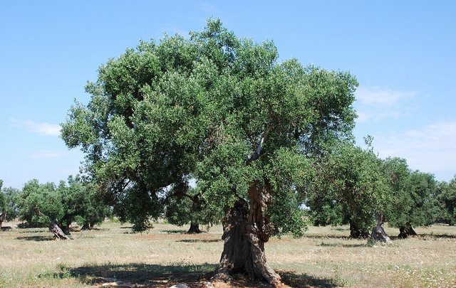 دعوى قضائية