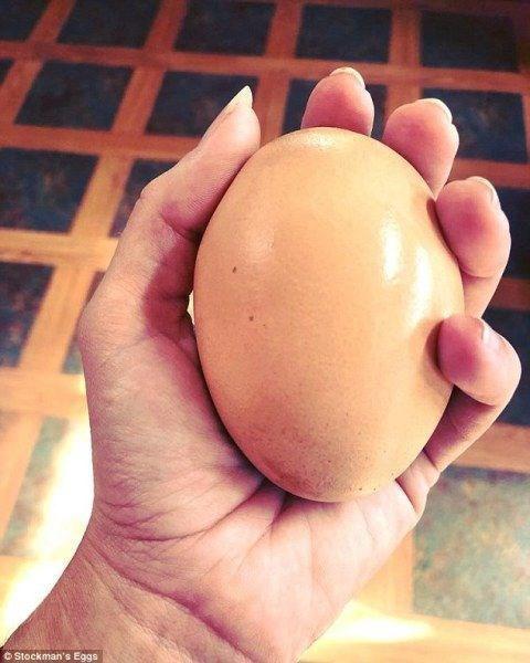 مزارع يعثر على شيء غير متوقع داخل بيضة