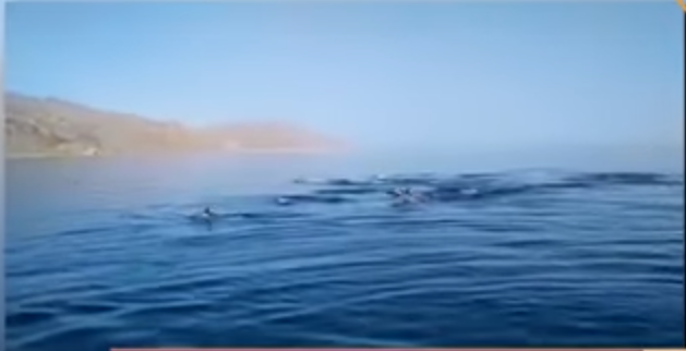 القصة الكاملة لظهور سرب من الدلافين على شواطئ دهب