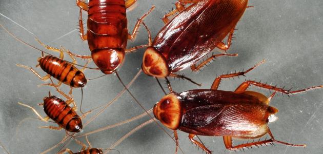 القضاء علي النمل والصراصير