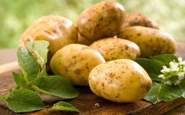 خبير زراعي يكشف مستقبل زراعة البطاطس في مصر