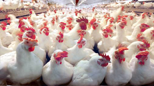 الزراعة تعلن عن نوع جديد من انفلونزا الطيور .. تعرف على التفاصيل