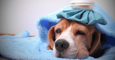 نقابة البيطريين.. تكشف حقيقة انتشار "انفلونزا الكلاب" داخل مصر