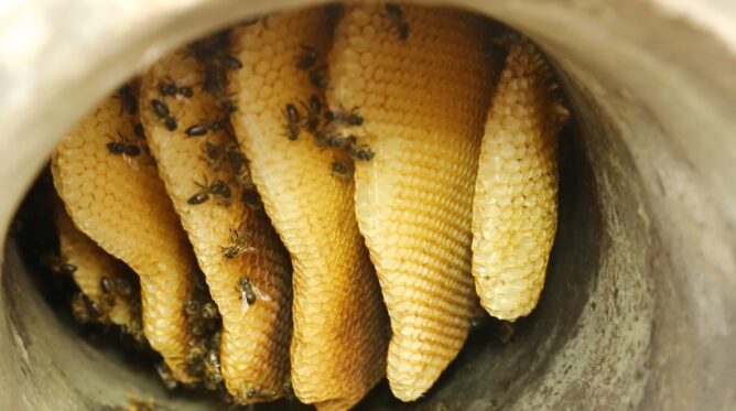 أطنان العسل تهدد اقتصاد نيوزيلندا