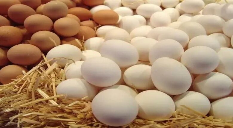 البيض المخصب