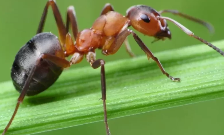 فوائد حليب النمل