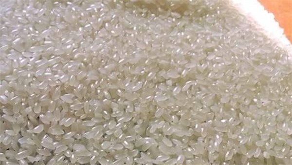 زراعة الأرز الصيني في مصر