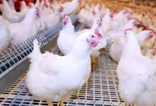 مفاجأة في أسعار الفراخ والبيض