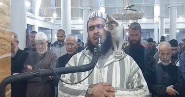 قطة إمام الجزائر تتفوق على دراما رمضان