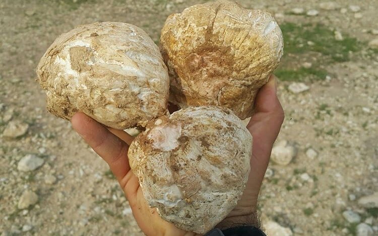 نبات ذهبي يتجاوز سعره ملايين الدولارات