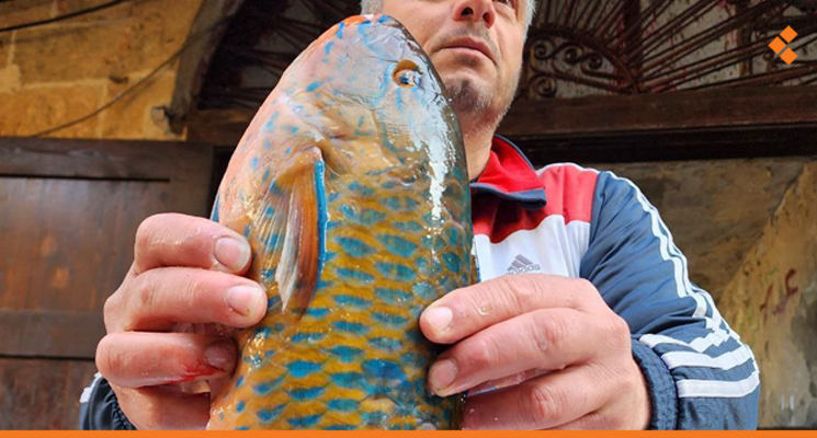 صياد سوري يعثر على سمكة الببغاء