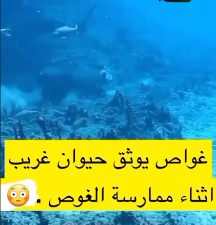 مخلوق غريب يثير الفزع بعد ظهوره بقاع البحر