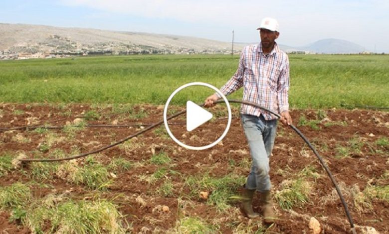 مزارع سوري يحقق أرباحا طائلة من نبتة نادرة