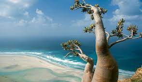 جزيرة سقرطي اليمنية