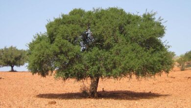 قصة الشجرة التي قرينة بيعة الرسول