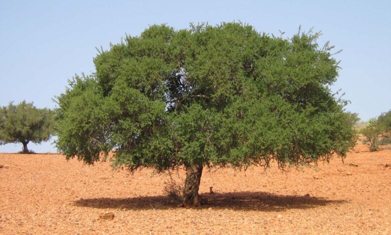 قصة الشجرة التي قرينة بيعة الرسول