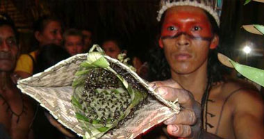 اختبار الرجولة عند قبيلة برازيلية