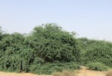 الشجرة الملعونة وسر خوف العالم منها
