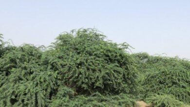 الشجرة الملعونة وسر خوف العالم منها